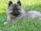 Nmeck pic vl / Keeshond