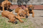 Rhodsk ridgeback tata s PP