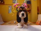 Basset Hound, Basset, Baset