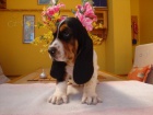 Basset Hound, Basset, Baset