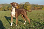 Catahoula Louisinsk Leopard Pes s PP