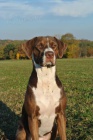 Catahoula Louisinsk Leopard Pes s PP