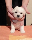 Bichon Fris-Bionek