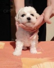 Bichon Fris-Bionek