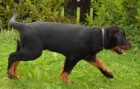 Beauceron tn