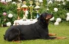 Beauceron tn