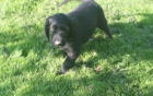 Flat coated retriever