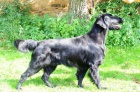 Flat coated retriever