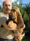 BLOODHOUND tata