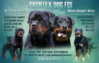 Rottweiler, rotvajler, RTW