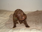 tata Chesapeake bay retriever