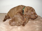 tata Chesapeake bay retriever