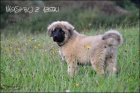 Kavkazsk pasteveck pes s PP