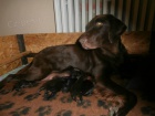 Flat coated retriever s PP