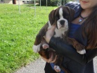 Nmeck boxer na prodej s PP