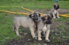 Kangal (registrovan anatolsk pasteveck pes)