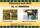 Zadm tn basenji