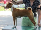 Zadm tn basenji