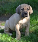 BOERBOEL  S PP -  fenka