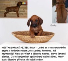Rhodéský ridgeback - štěňata s PP ihned k odběru
