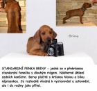 Rhodéský ridgeback - štěňata s PP ihned k odběru