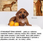 Rhodéský ridgeback - štěňata s PP ihned k odběru