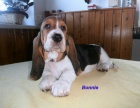 Basset hound-tata