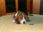 Basset hound-tata