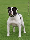  Americk buldok - American Bulldog