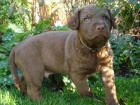 tata Chesapeake bay retriever