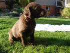 tata Chesapeake bay retriever