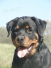 rottweiler - 1/2 ron fena s pp