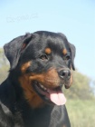 Rottweiler -  fena s průkazem pův.