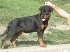 Rottweiler -  fena s průkazem pův.