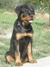 Rottweiler -  fena s průkazem pův.