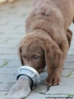 Chesapeake bay retriver-hnd s PP jako hnd labr