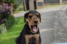 Erdelterier - Airedale terier - štěňata