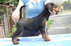 Erdelterier - Airedale terier - štěňata