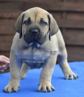 BOERBOEL  S PP -  fenka