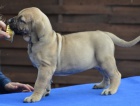 BOERBOEL  S PP -  fenka