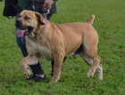 BOERBOEL  S PP -  fenka