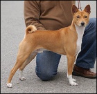 ttka BASENJI