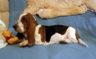 Basset hound