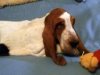 Basset hound