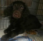 Flat coated retriever s PP