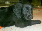 Flat coated retriever s PP