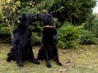 FLAT COATED RETRIEVER - ČERNÁ ŠTĚŇATA