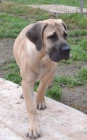 BOERBOEL  S PP -   fenka, 4 msce