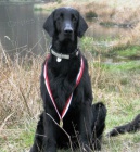 Flat Coated Retrievera s PP