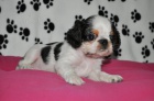 King charles spaniel s PP